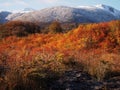 Autumn colors of the subpolar beech forests of Navarino island, Chile - the worldÃ¢â¬â¢s southernmost forests Royalty Free Stock Photo